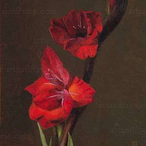 Gladiolus